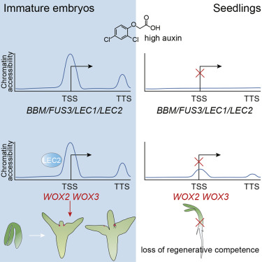 Chromatin Accessibility Dynamics and a Hierarchical Transcriptional Regulatory Network Structure for Plant Somatic Embryogenesis